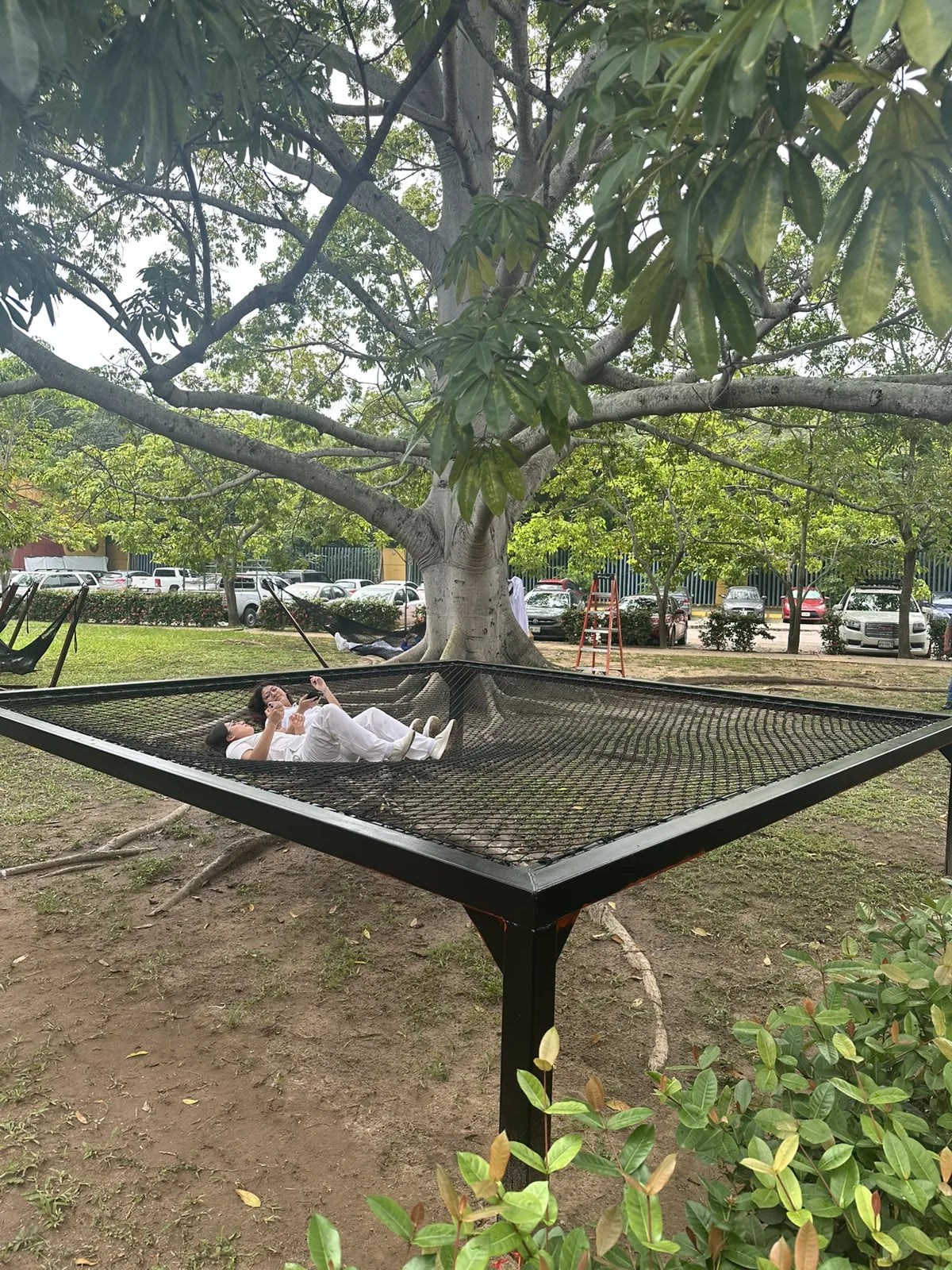 La red colectiva vista desde una esquina de su marco negro, alrededor del tronco de un árbol.
